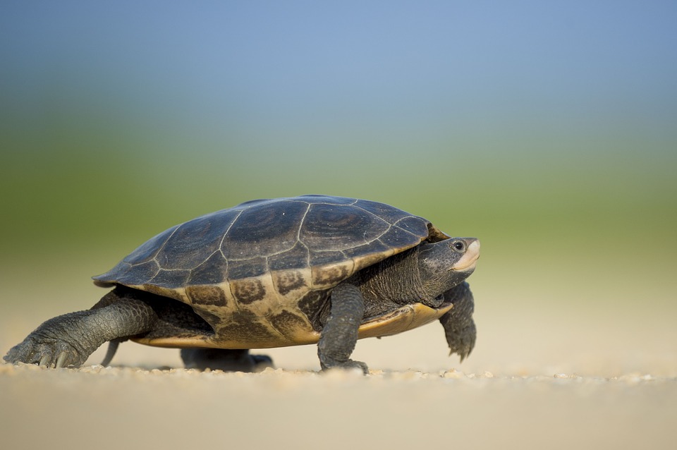 Schildpadden bekijken